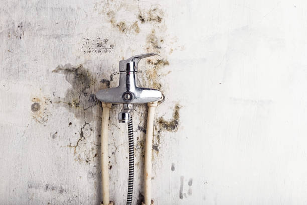 Best Affordable Mold Removal  in Midway, UT