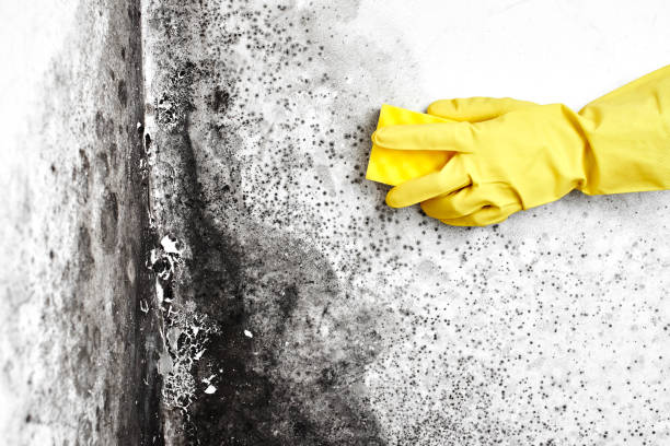 Best Local Mold Removal Service  in Midway, UT