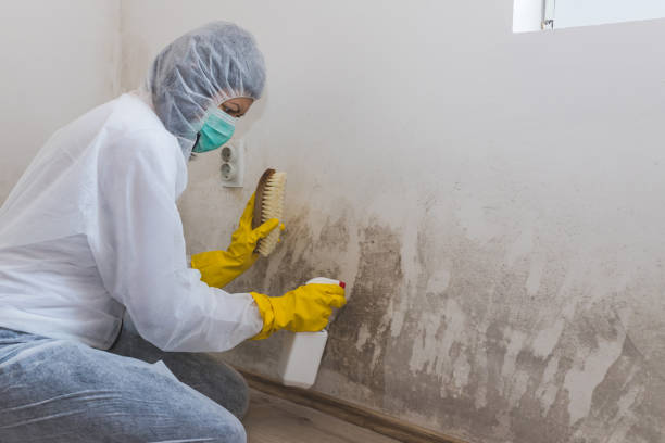 Professional Mold Removal in Midway, UT