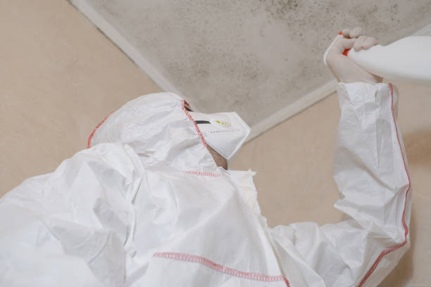 Office Mold Removal Services in Midway, UT