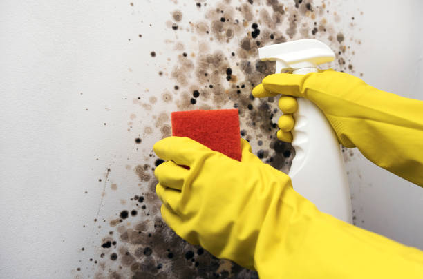 Best Affordable Mold Removal  in Midway, UT