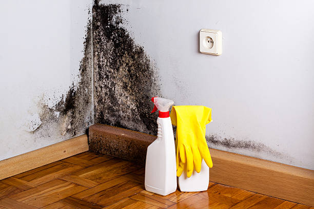 Certified Mold Removal in Midway, UT