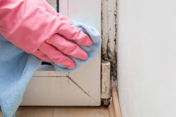 Best Residential Mold Removal  in Midway, UT