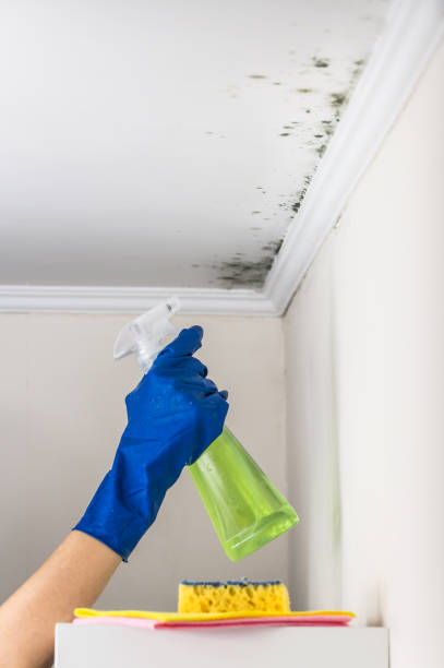 Best Certified Mold Removal  in Midway, UT