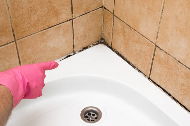 Best Same-Day Mold Removal  in Midway, UT