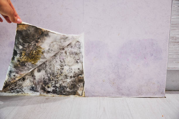 Best Mold Testing  in Midway, UT